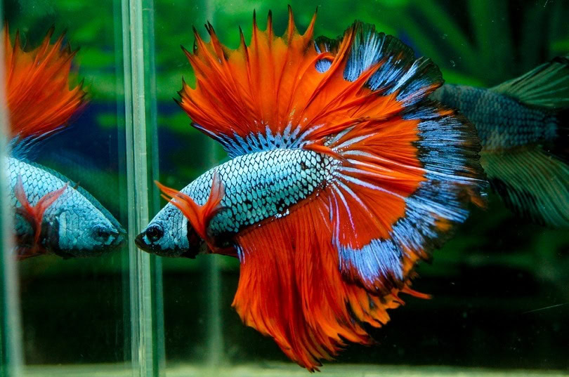 mask Betta fish_Sirinutbettafarm_shutterstock