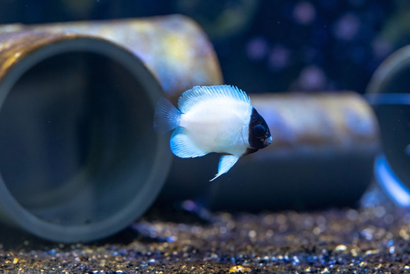 masked angelfish in a tank