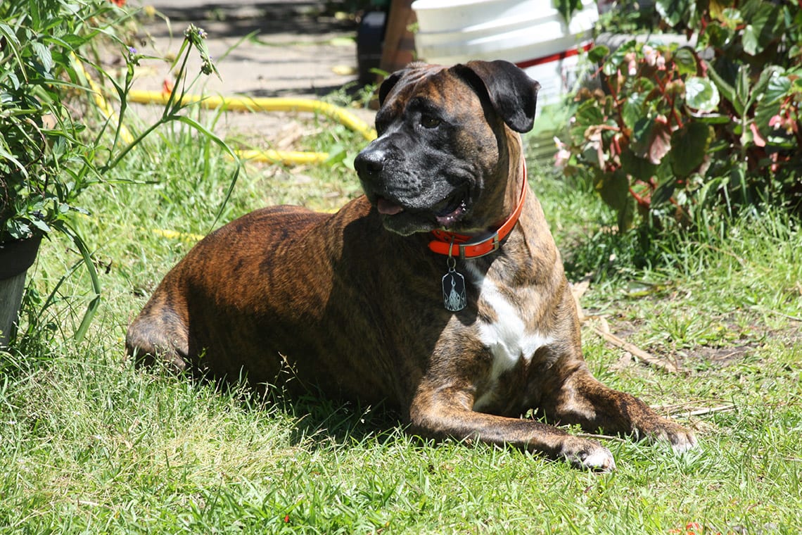 mastiff boxer mix