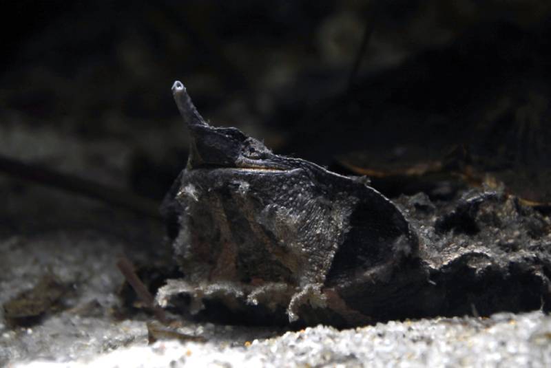 mata mata turtle with dark background