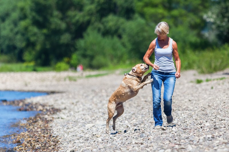 Dog jumping on woman