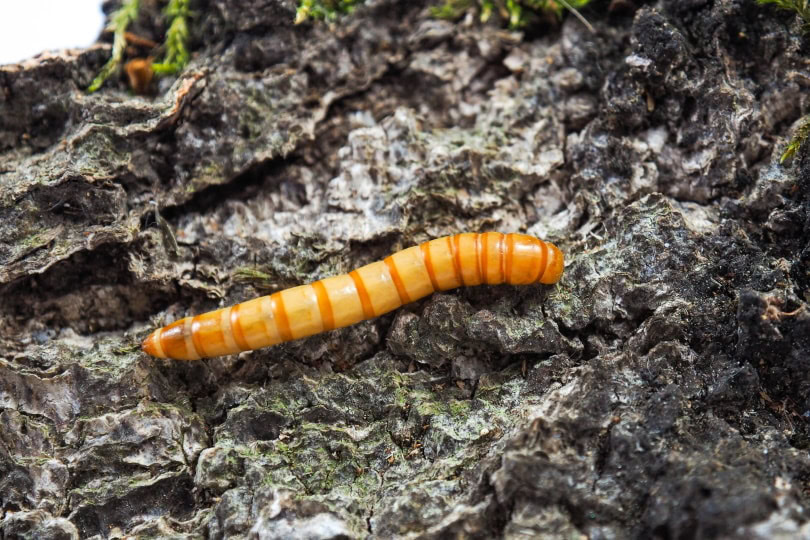 mealworm
