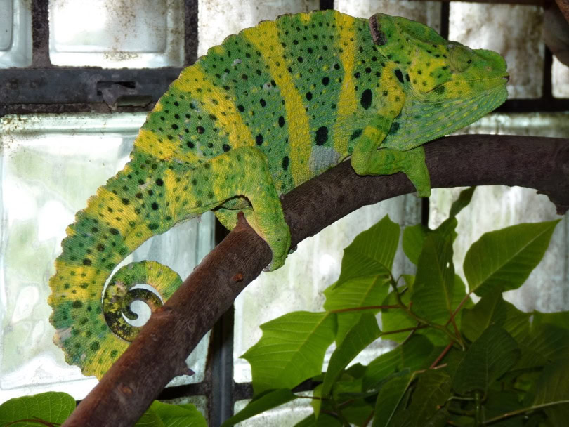 meller's chameleon climbing_Piqsels