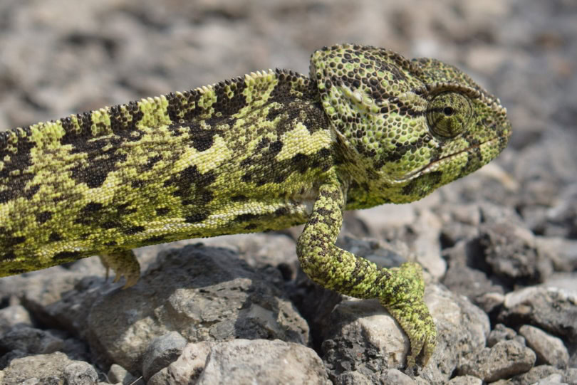 meller's chameleon in rocks_Piqsels