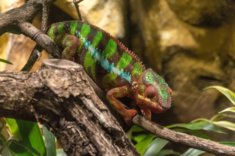 meller's chameleon in wood_Piqsels