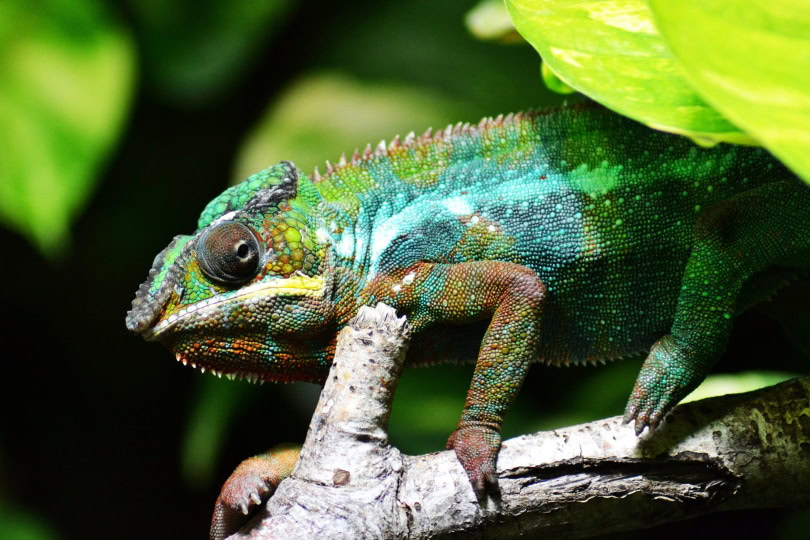 meller's chameleon_Piqsels