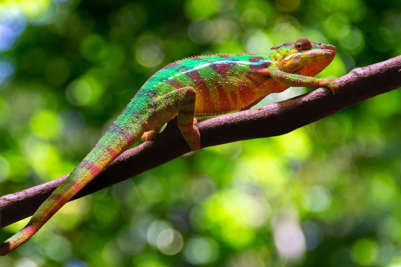 meller's chameleon_Vicki Hamilton_Pixabay