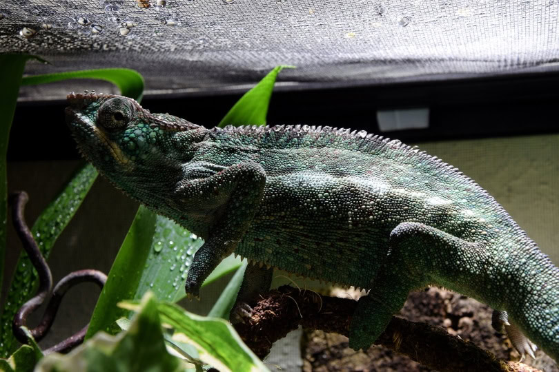 meller's chameleon_aixklusiv_Pixabay