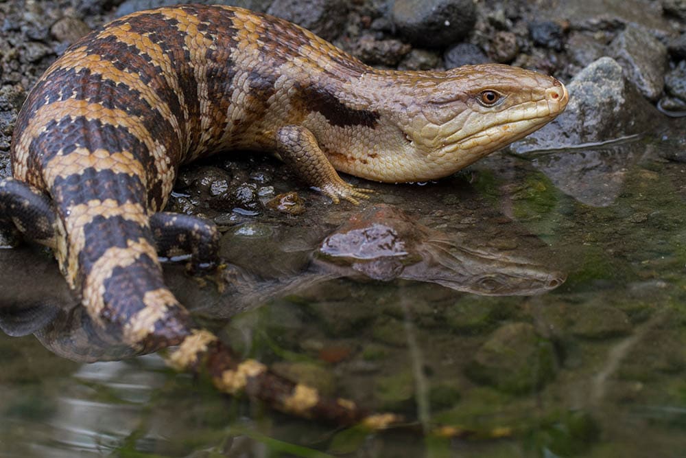 merauke blue tongued skink