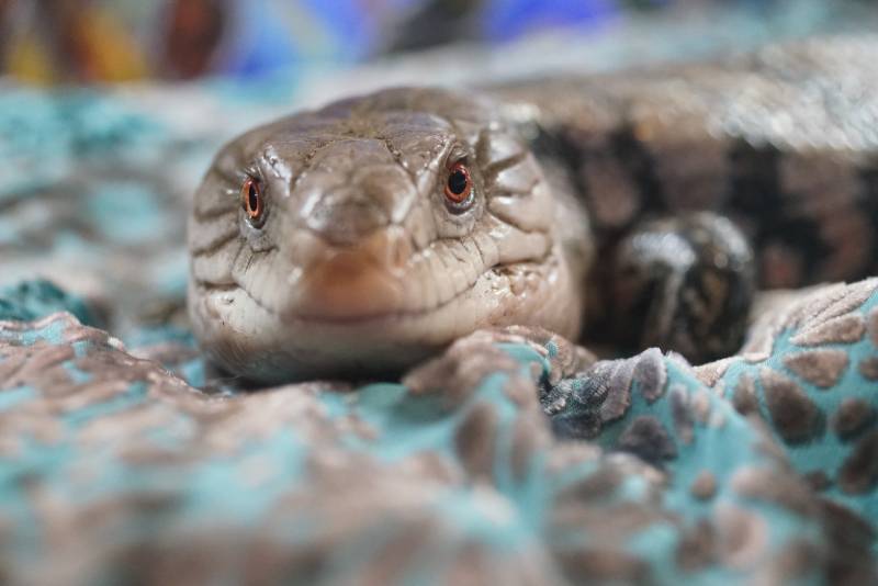 merauke indonesian blue tongued skink