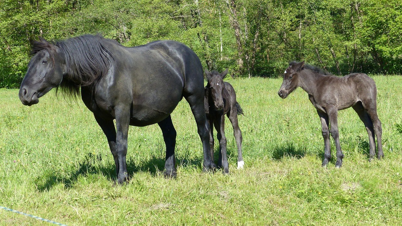 merens horses