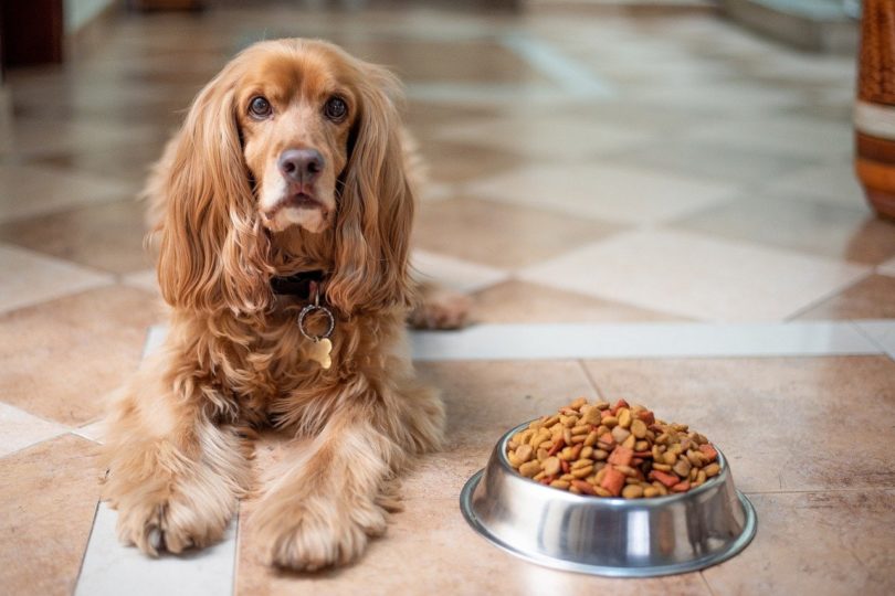 metal dog food bowl