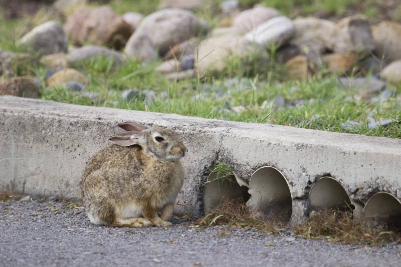 mexican rabbit or cottontail