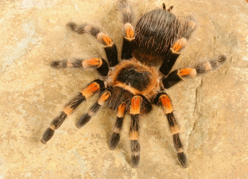 mexican redknee tarantula