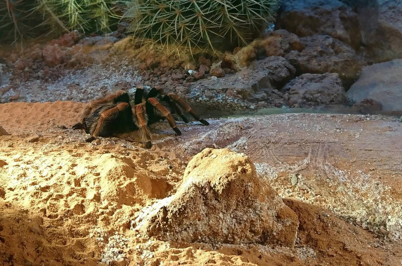 mexican-redleg tarantula