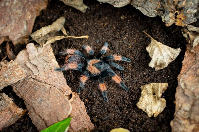 mexican redleg tarantula