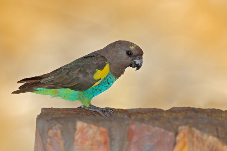 meyers-parrot