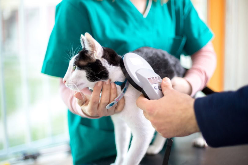 microchipping pet_Lucky Business_Shutterstock
