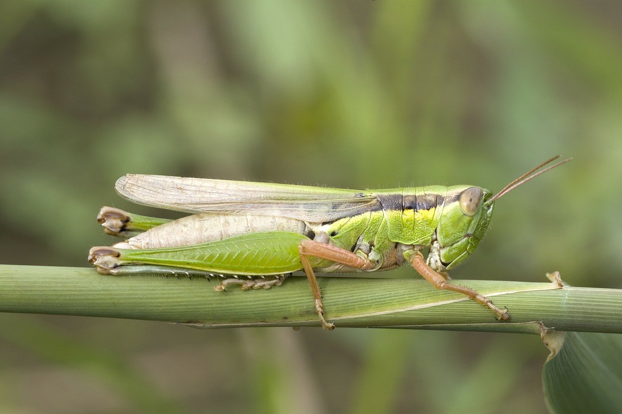 migratory locust