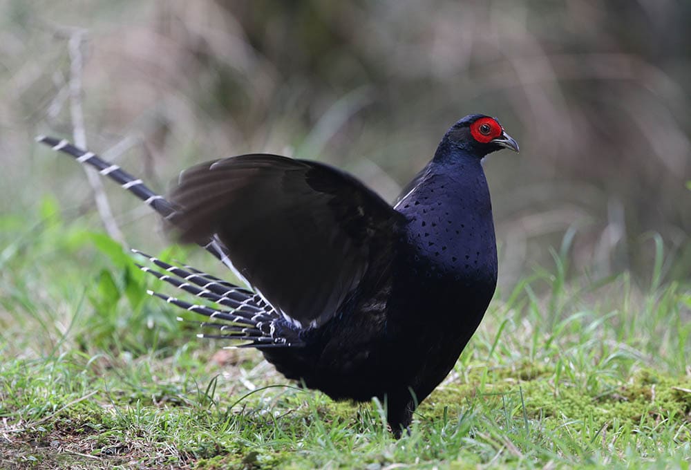 Mikado Pheasant flapping its wings