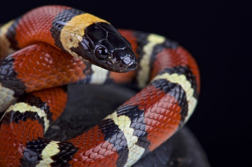 milk snake