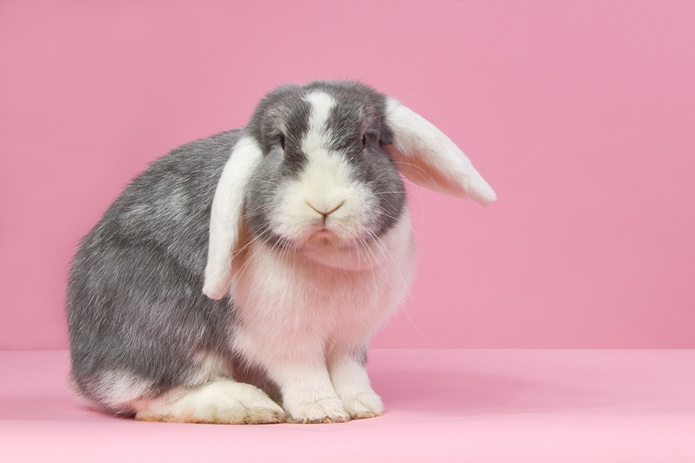 mini lop rabbit