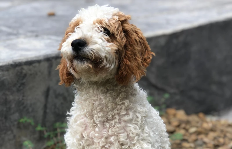 mini parti goldendoodle puppy dog