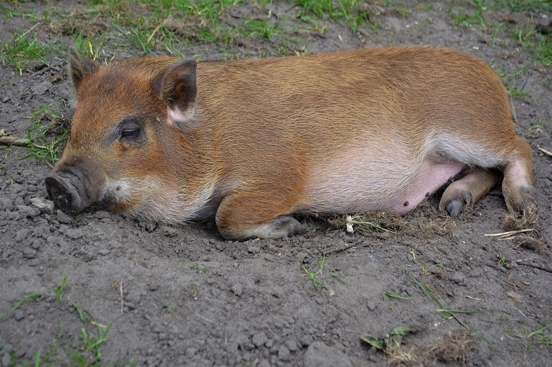 mini pig