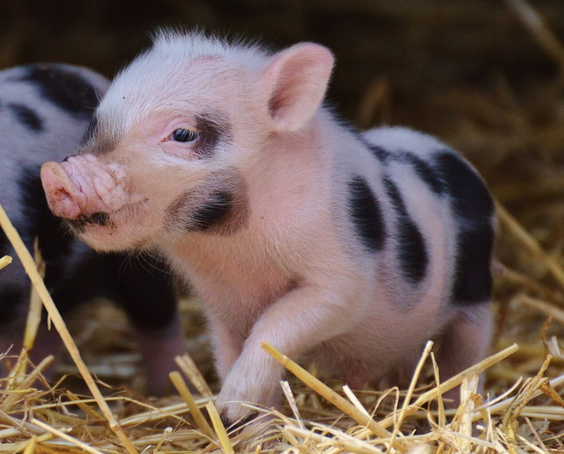 mini pig