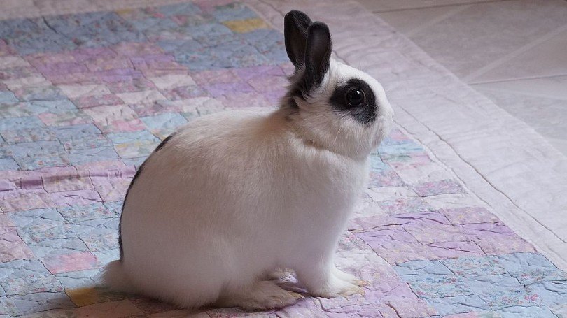 mini rex rabbit side view