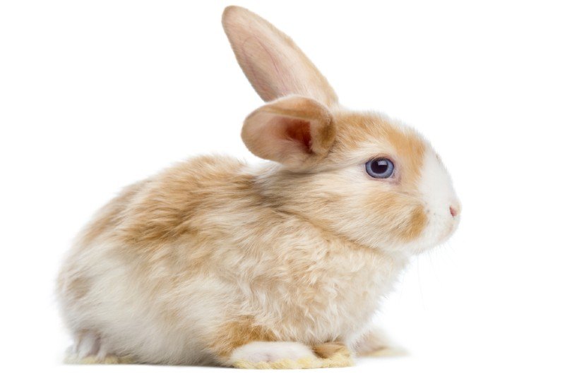 mini satin rabbit