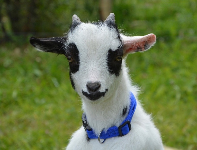 miniature goat-pixabay