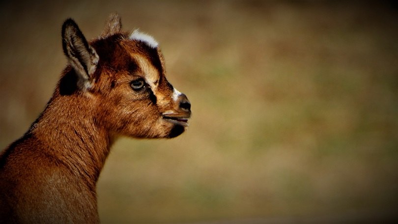 miniature goat-pixabay