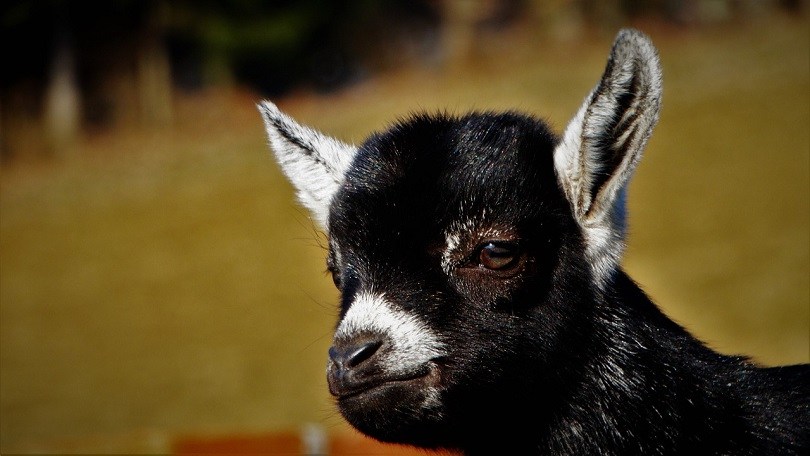 miniature goat-pixabay