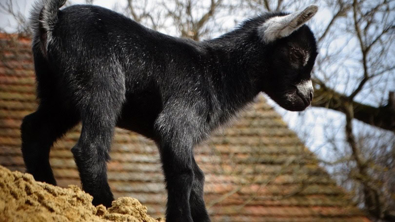 miniature goat-pixabay