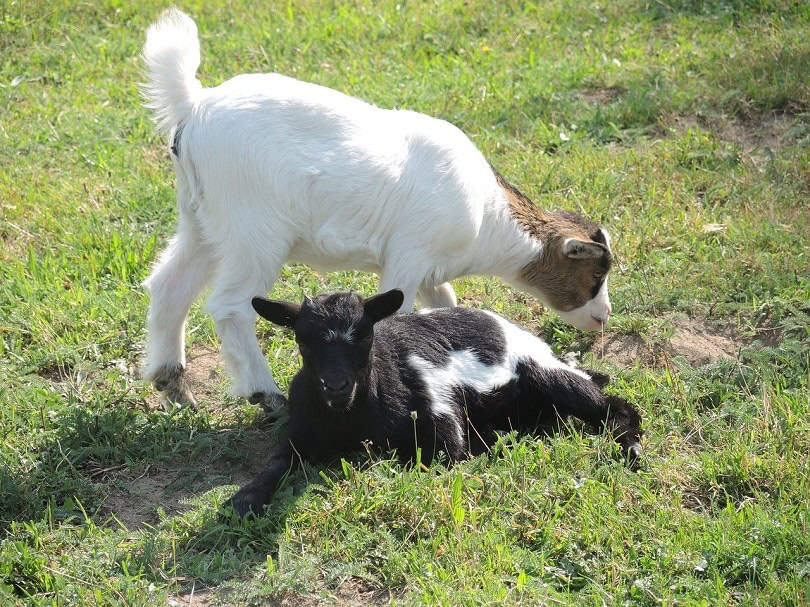 miniature goat-pixabay