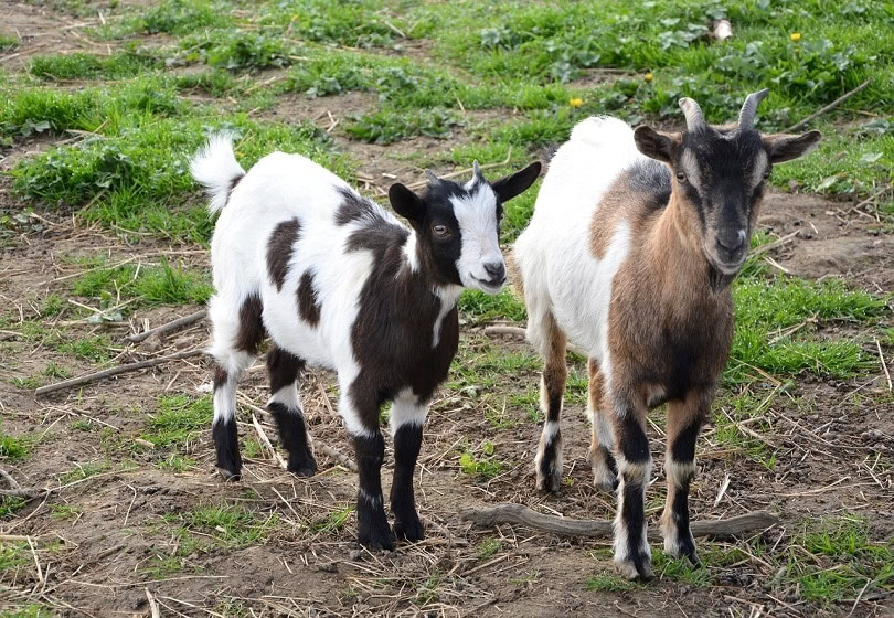 miniature goat-pixabay