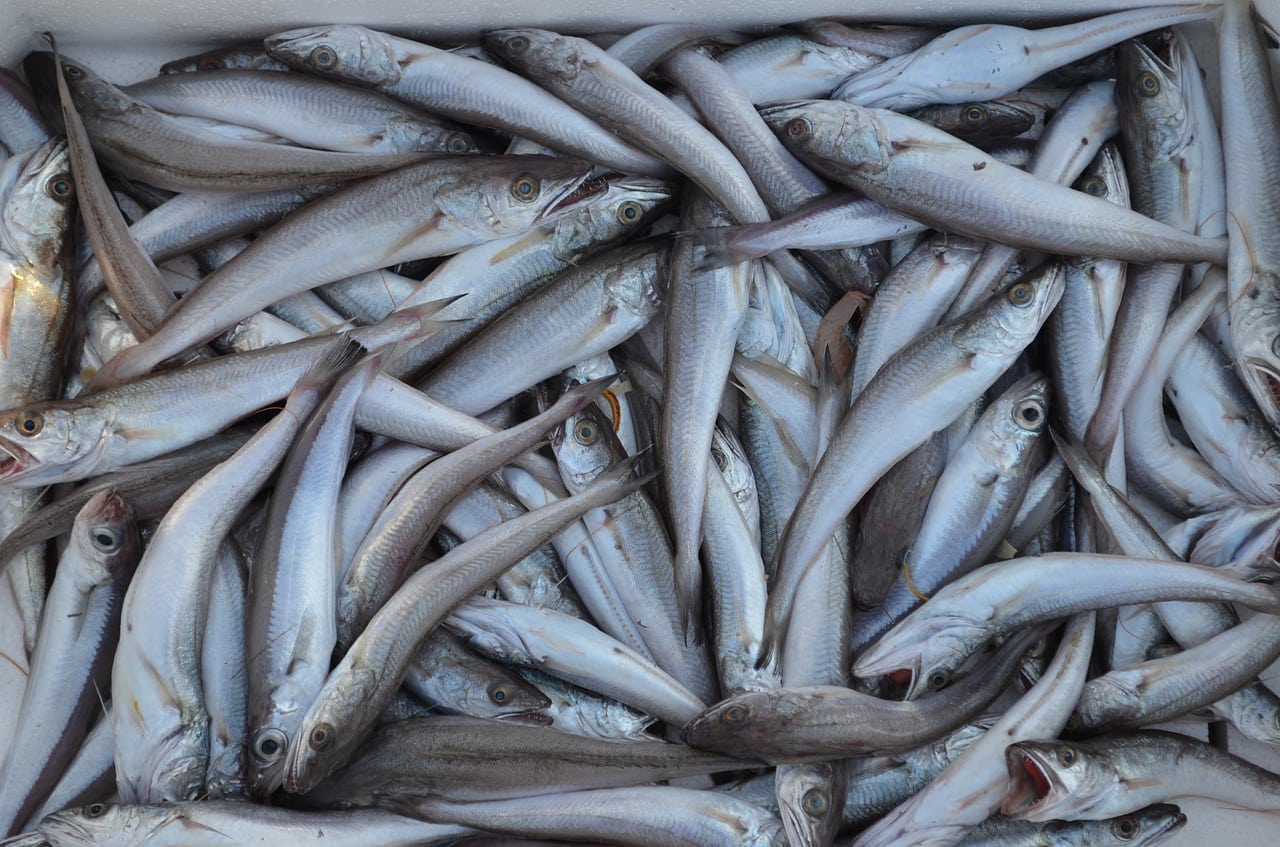 minnows
