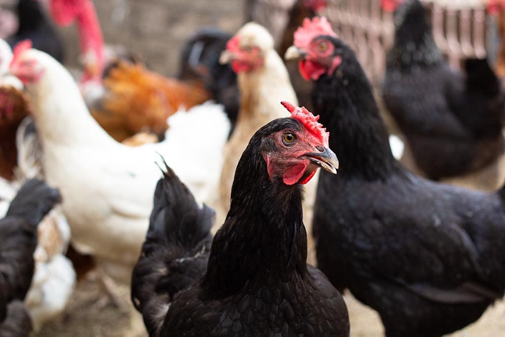 Minorca chickens in the coop