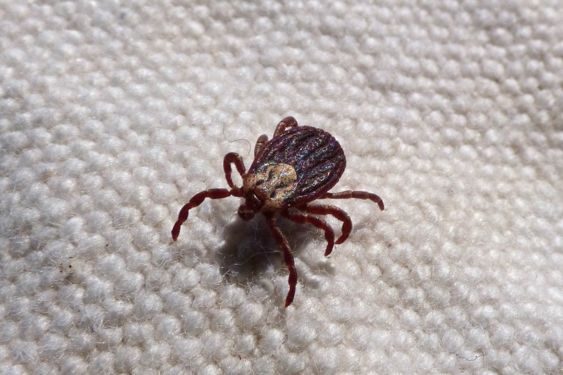mite