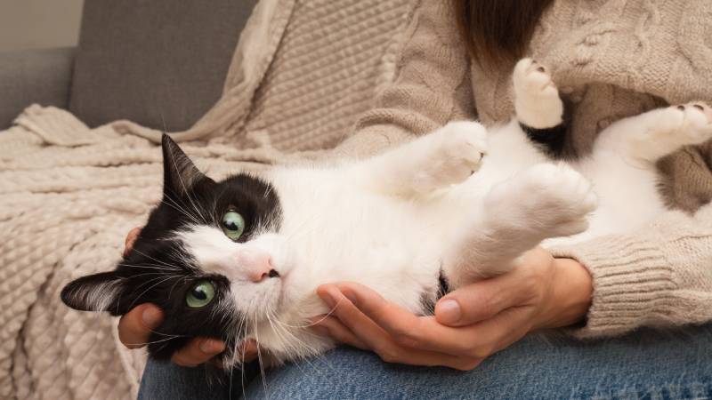 mixed breed cute cat lying on its owner's knees