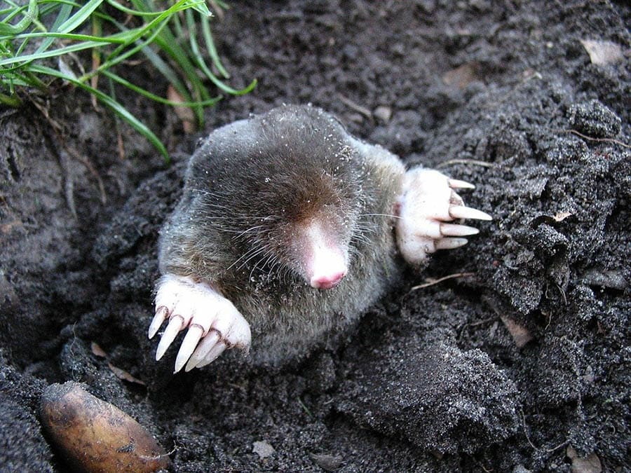 mole in the ground