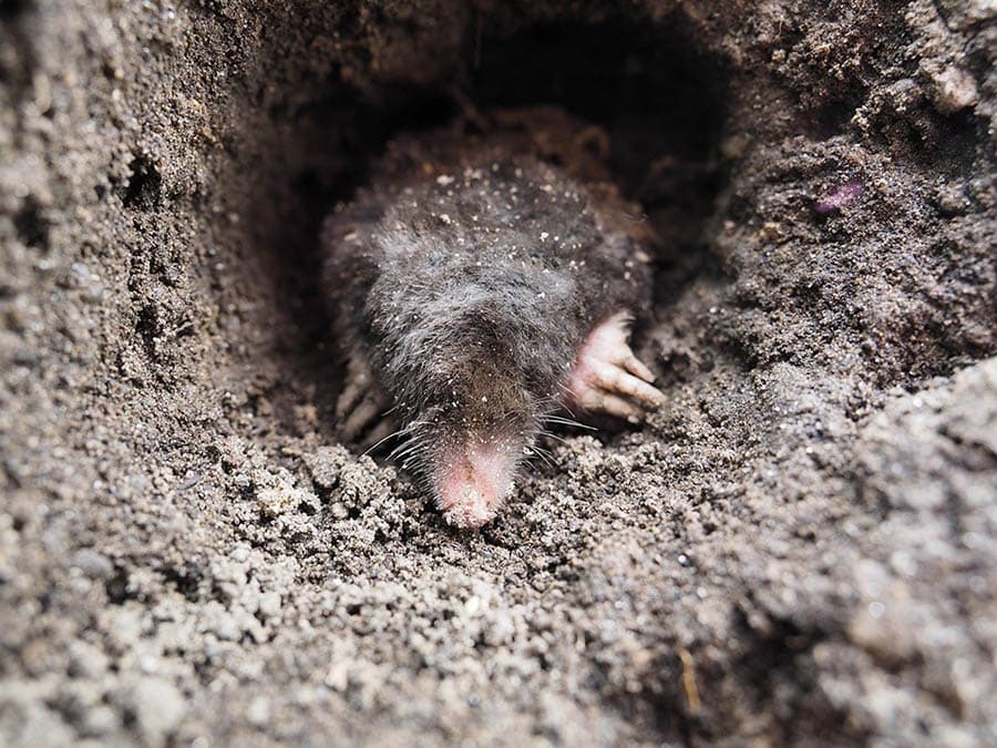 mole in the hole