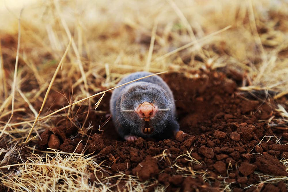 mole on the ground