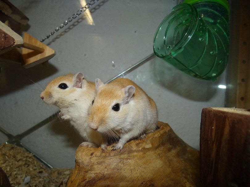 mongolian gerbils