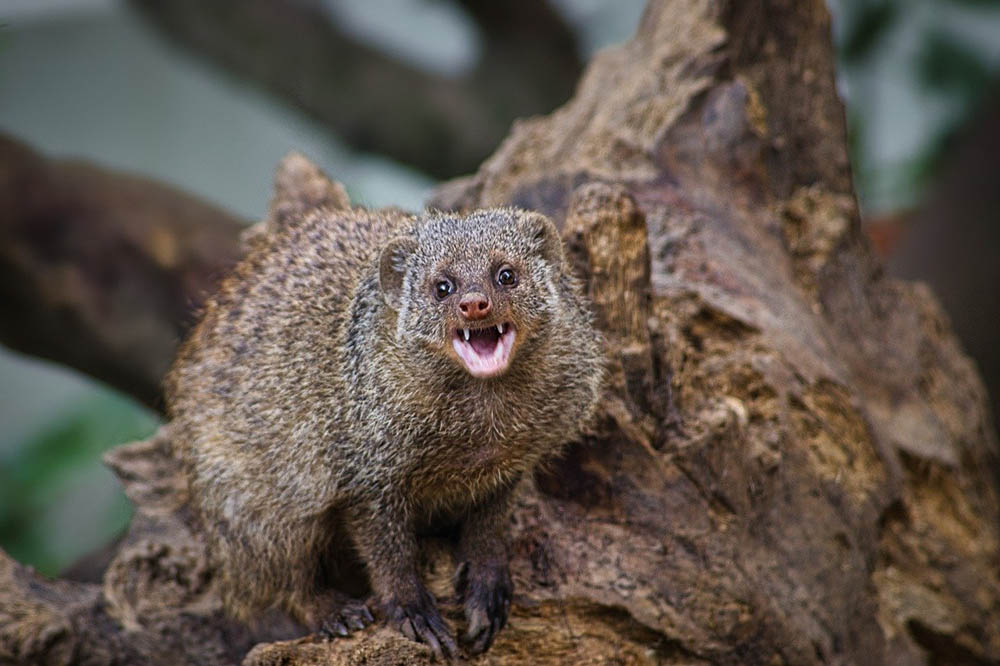mongoose