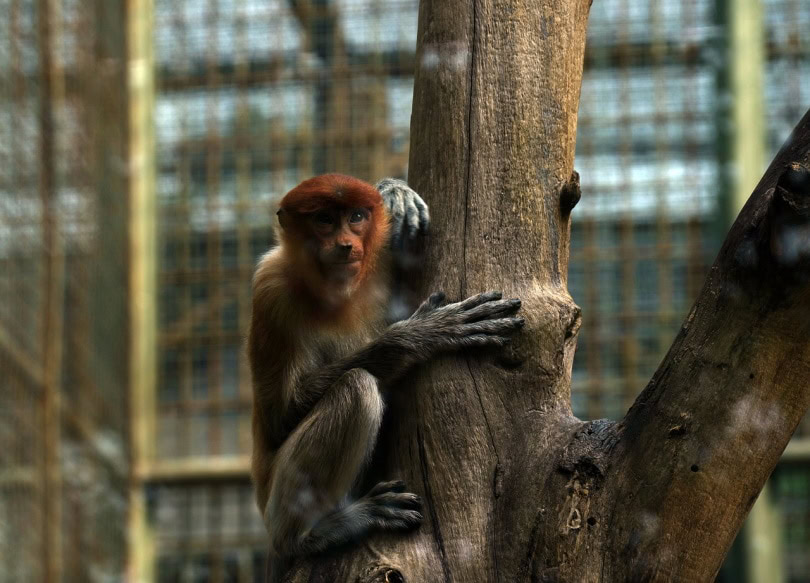 monkey in a cage