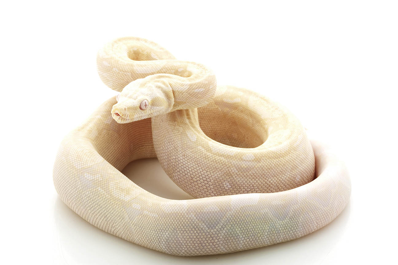 moonglow boa
