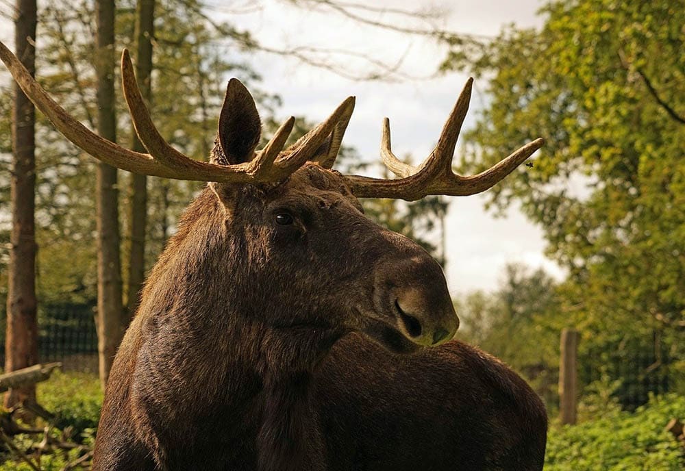moose