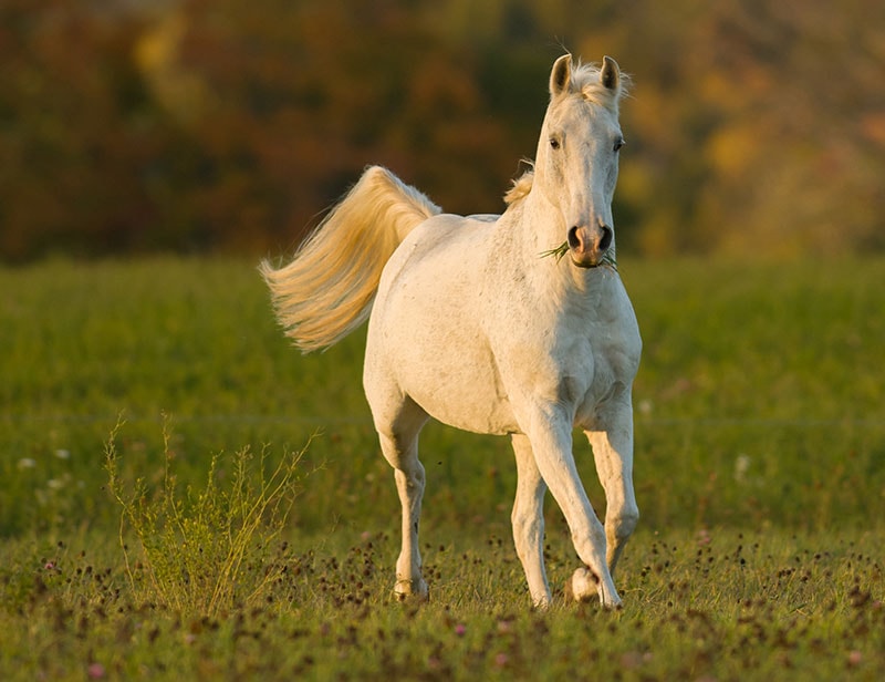 morab horse running in the field